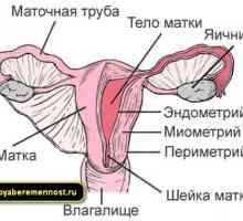 Endometru în timpul sarcinii