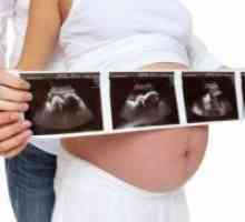 33 De săptămâni de sarcină: fetale Greutate