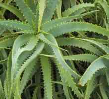 Aloe - un instrument excelent pentru tratamentul rinitei la sugari