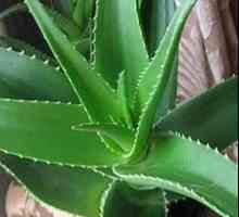 Aloe în timpul sarcinii