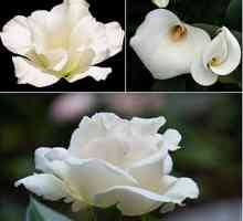 Flori albe, cu propriile sale mâini din materiale diferite