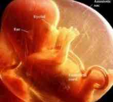 Sarcina 16 săptămâni, dezvoltării fetale