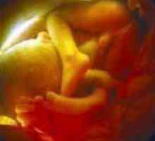 Sarcina 28 săptămâni, dezvoltării fetale