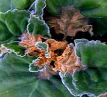 Boli plante de interior: tăciunele