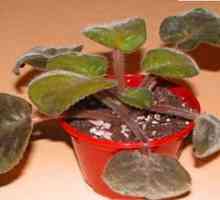 Boli plante de interior: Fusarium