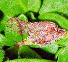 Boli plante de interior: mucegai gri