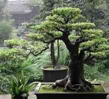 Copac Feng Shui