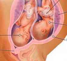 Pieptului cu raze X la începutul sarcinii