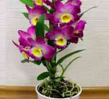 Soiuri de Dendrobium foto, de îngrijire la domiciliu pentru o orhidee