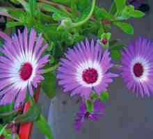 Note foto Mesembryanthemum, de îngrijire la domiciliu
