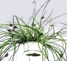 Foto acanthostachys tipuri și sfaturi pentru a avea grijă de plante