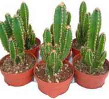 Foto tipuri de îngrijire Saguaro, acasă pentru cactus