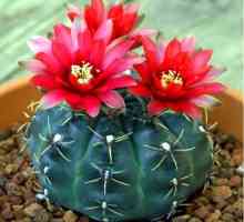 Fotografii specii Gymnocalycium, de îngrijire la domiciliu pentru cactus