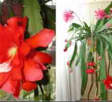 Fotografii specii de Epiphyllum, de îngrijire la domiciliu pentru cactus