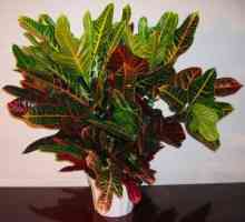 Foto tipuri de Croton, de îngrijire la domiciliu pentru plante
