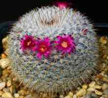 Fotografii specii de Mammillaria, de îngrijire la domiciliu pentru cactus