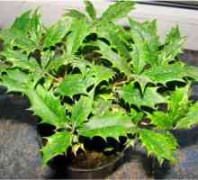 Foto tipuri de osmanthus, de îngrijire la domiciliu pentru plante