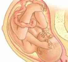 Cum este copilul in uter. Cum de a determina poziția fătului
