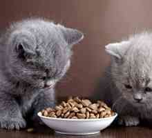 Ce produse nu merita hrana pisica domestica