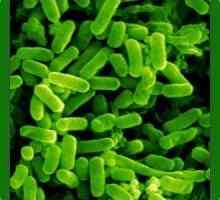 E. coli la sugari