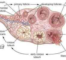 Saptamana dupa ovulatie - ceea ce se întâmplă în corpul unei femei