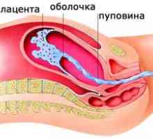 Grosimea normală a placentă în timpul sarcinii