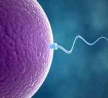 Fertilizarea: calea spermatozoizilor catre ovul