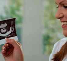 Dezvoltarea fătului în primul trimestru de sarcină