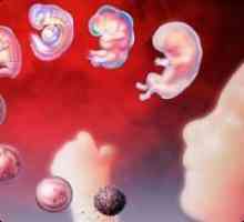 Dezvoltarea copilului în uter