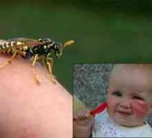 Copilul a fost muscat de o viespe: ce să fac?