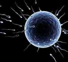 Câte sperma live și care afectează durata de viață a acestora