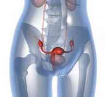 Este posibil sarcina cu ovare polichistice?