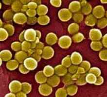 Staphylococcus aureus la sugari