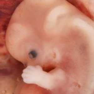 9 Săptămâni de sarcină: caracteristici ale dezvoltării copilului