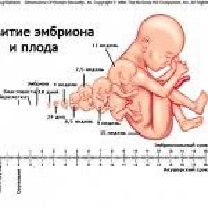 Stadiile obstetrice și fetale ale sarcinii