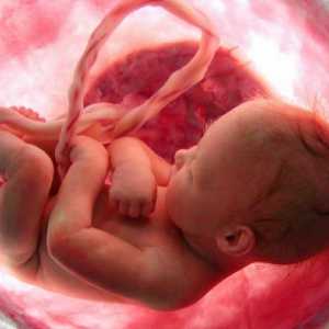 Asfixia patologiei fetale și provoacă un pericol la începuturile sale
