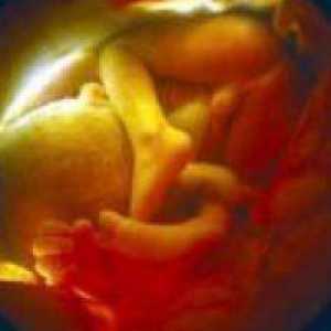 Sarcina 28 săptămâni, dezvoltării fetale