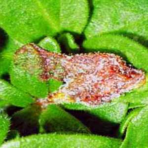 Boli plante de interior: mucegai gri