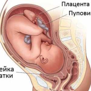 Lungimea colului uterin in timpul sarcinii saptamana de saptamana