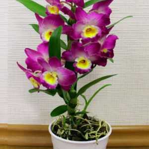 Soiuri de Dendrobium foto, de îngrijire la domiciliu pentru o orhidee