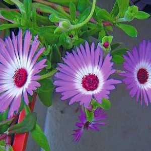 Note foto Mesembryanthemum, de îngrijire la domiciliu