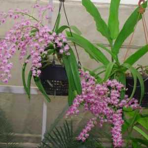 Fotografii specii aeridesa, de îngrijire la domiciliu pentru o orhidee