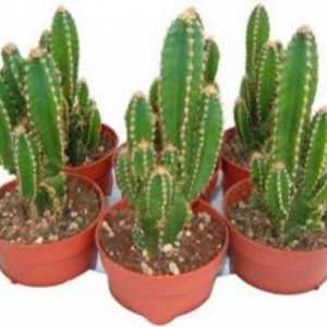 Foto tipuri de îngrijire Saguaro, acasă pentru cactus