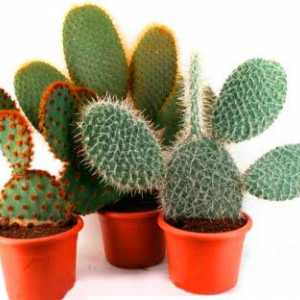 Foto tipuri de pere fileu, de îngrijire la domiciliu cactus