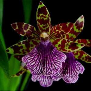 Fotografii specii zigopelatuma, de îngrijire la domiciliu pentru o orhidee