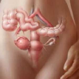 Ovarele în timpul sarcinii