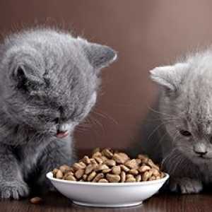 Ce produse nu merita hrana pisica domestica