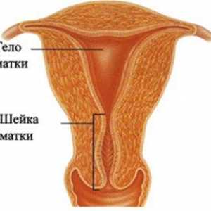 Lungimea de col uterin normal în timpul sarcinii