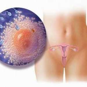 Dimensiunea ovulului de săptămâni de sarcină - o masă, de dezvoltare, patologie