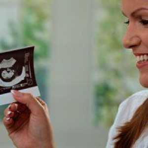 Dezvoltarea fătului în primul trimestru de sarcină